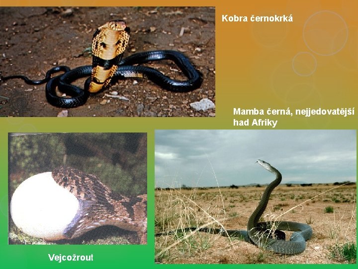 Kobra černokrká Mamba černá, nejjedovatější had Afriky Vejcožrout 