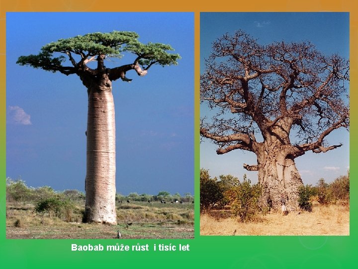 Baobab může růst i tisíc let 