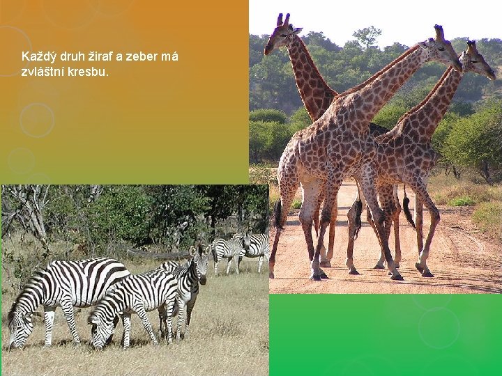 Každý druh žiraf a zeber má zvláštní kresbu. 