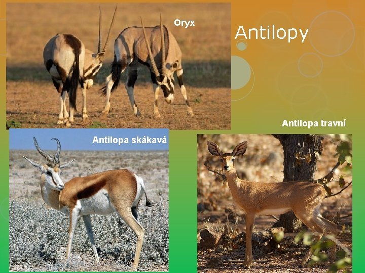 Oryx Antilopy Antilopa travní Antilopa skákavá 