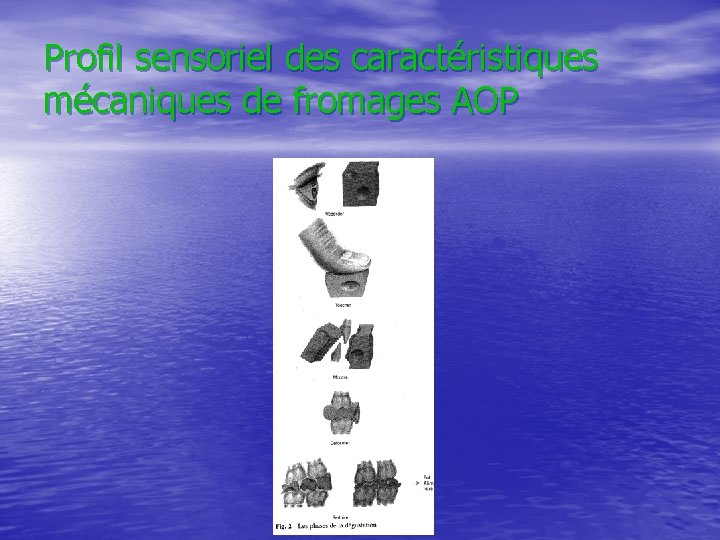 Profil sensoriel des caractéristiques mécaniques de fromages AOP 