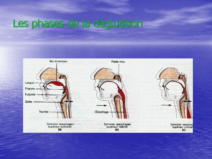 Les phases de la déglutition 