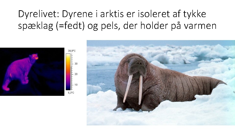 Dyrelivet: Dyrene i arktis er isoleret af tykke spæklag (=fedt) og pels, der holder