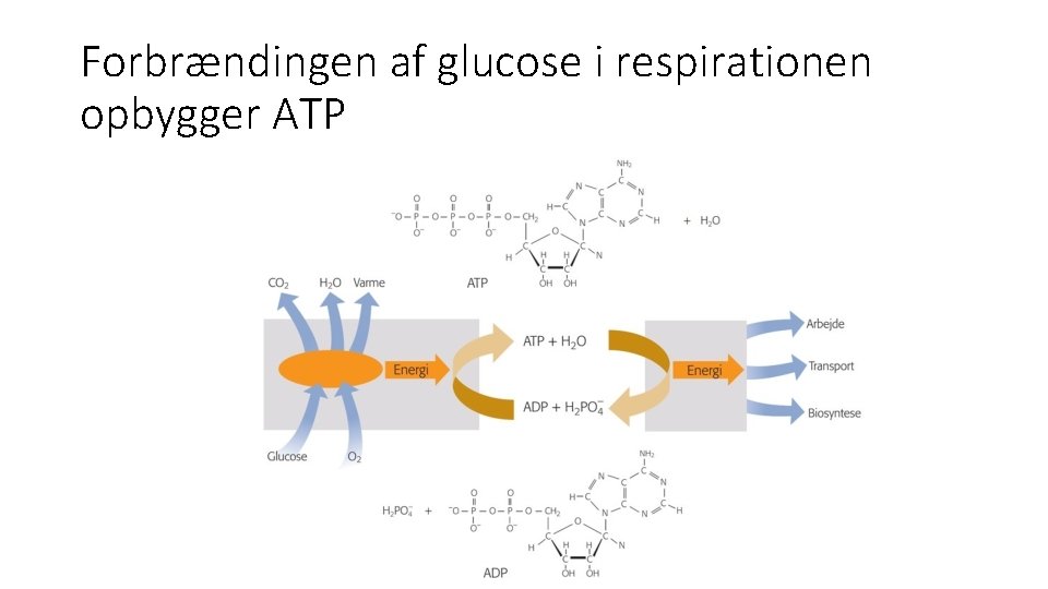 Forbrændingen af glucose i respirationen opbygger ATP 