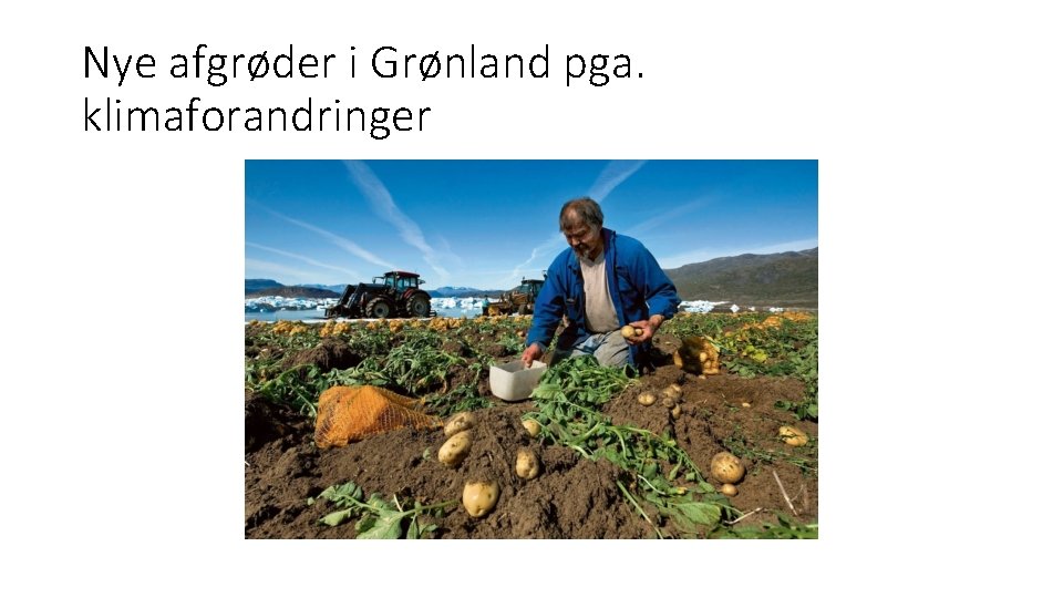 Nye afgrøder i Grønland pga. klimaforandringer 