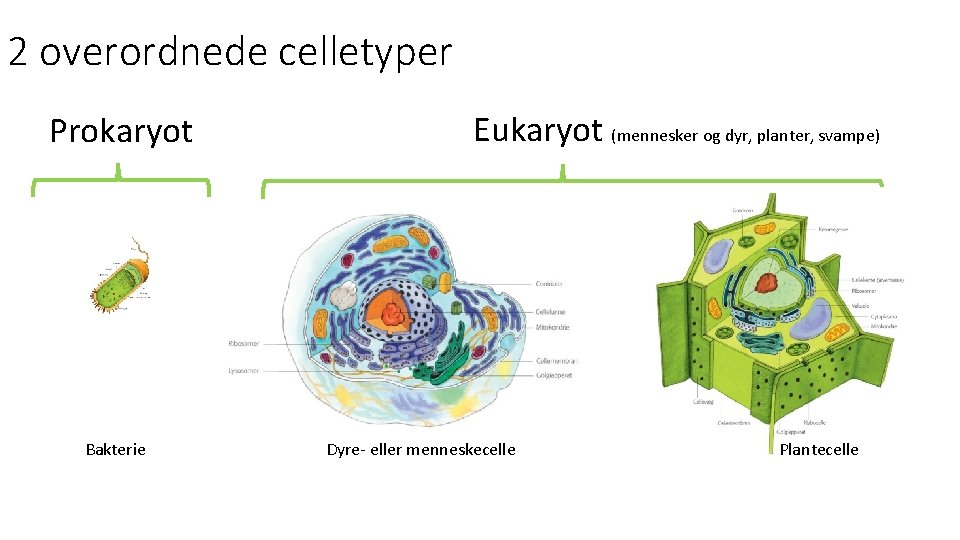 2 overordnede celletyper Prokaryot Bakterie Eukaryot (mennesker og dyr, planter, svampe) Dyre- eller menneskecelle
