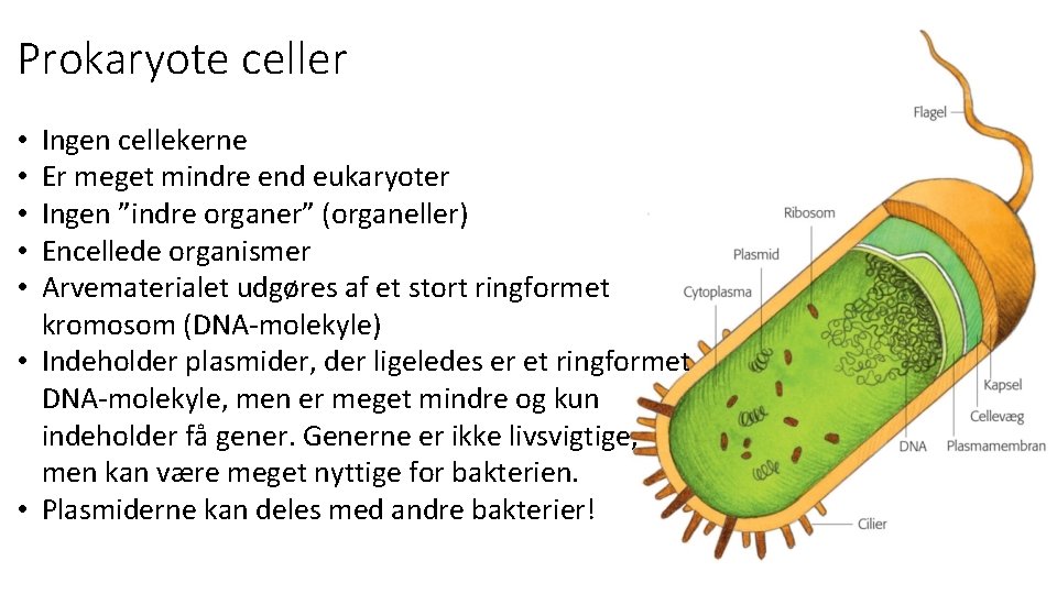 Prokaryote celler Ingen cellekerne Er meget mindre end eukaryoter Ingen ”indre organer” (organeller) Encellede