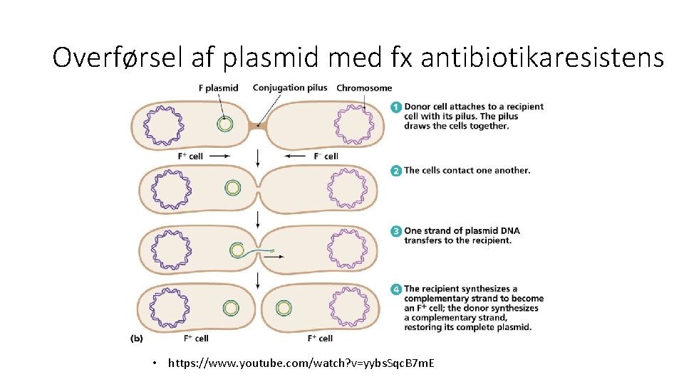 Overførsel af plasmid med fx antibiotikaresistens • https: //www. youtube. com/watch? v=yybs. Sqc. B