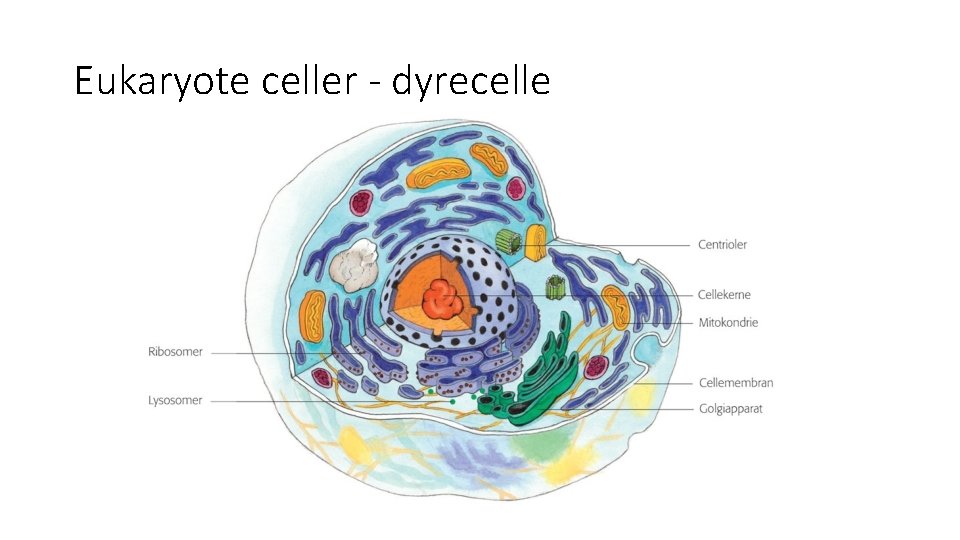 Eukaryote celler - dyrecelle 