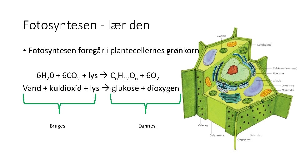 Fotosyntesen - lær den • Fotosyntesen foregår i plantecellernes grønkorn 6 H 20 +