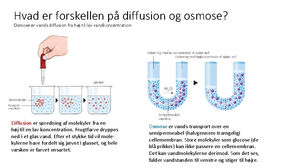 Hvad er forskellen på diffusion og osmose? Osmose er vands diffusion fra høj til