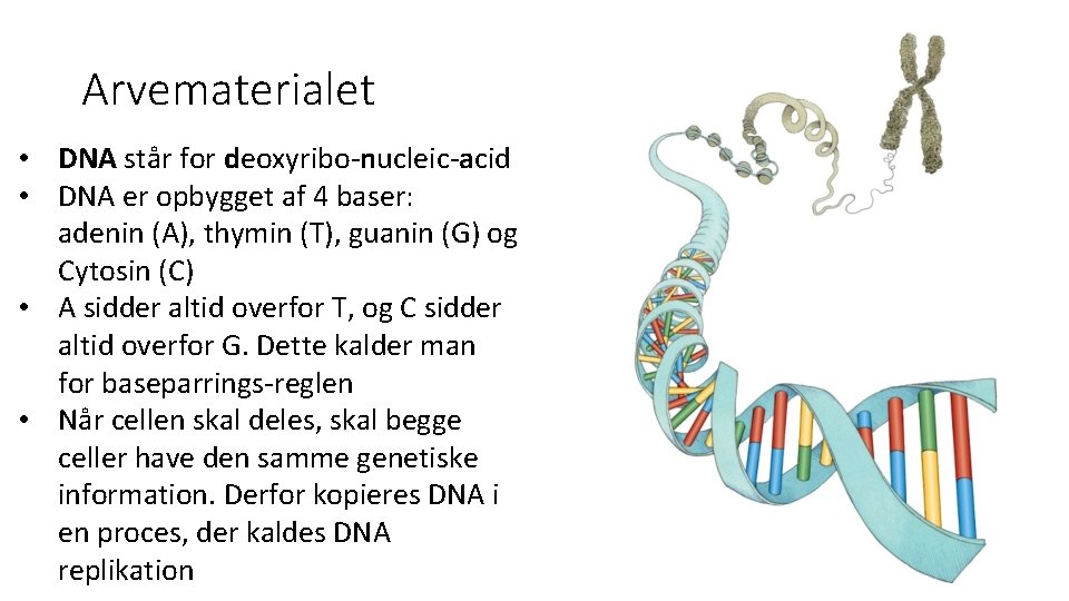 Arvematerialet • DNA står for deoxyribo-nucleic-acid • DNA er opbygget af 4 baser: adenin