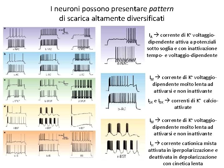 I neuroni possono presentare pattern di scarica altamente diversificati IA corrente di K+ voltaggiodipendente