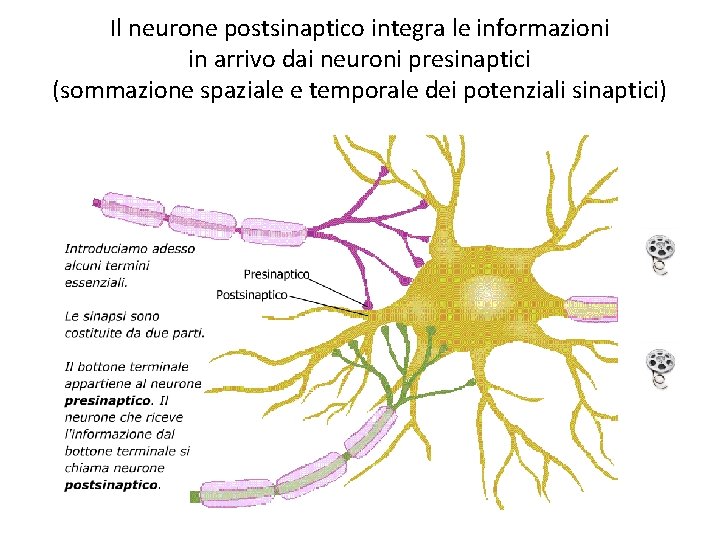 Il neurone postsinaptico integra le informazioni in arrivo dai neuroni presinaptici (sommazione spaziale e