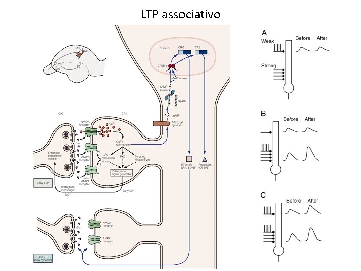 LTP associativo 