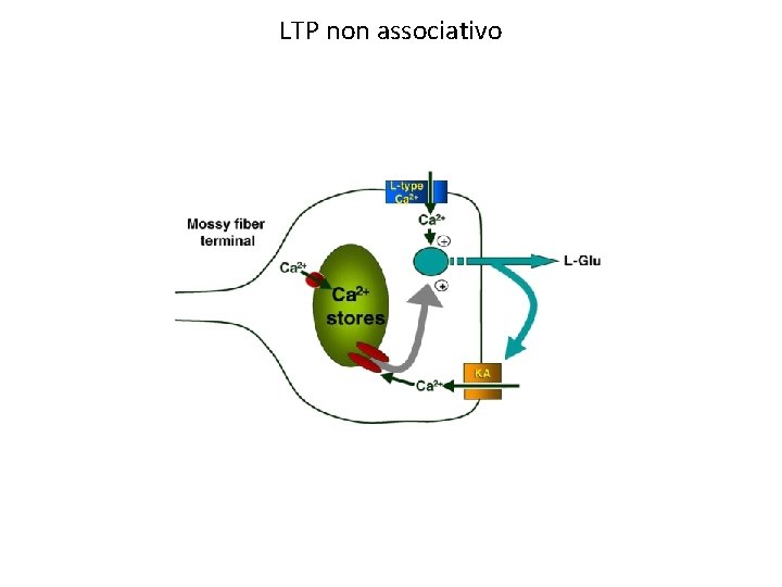 LTP non associativo 