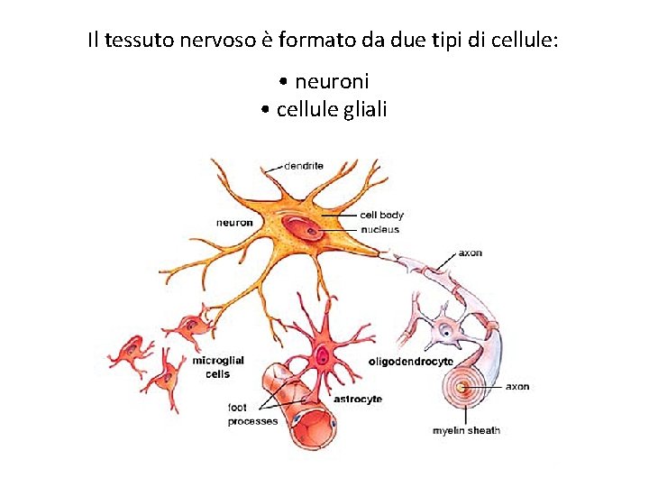 Il tessuto nervoso è formato da due tipi di cellule: • neuroni • cellule