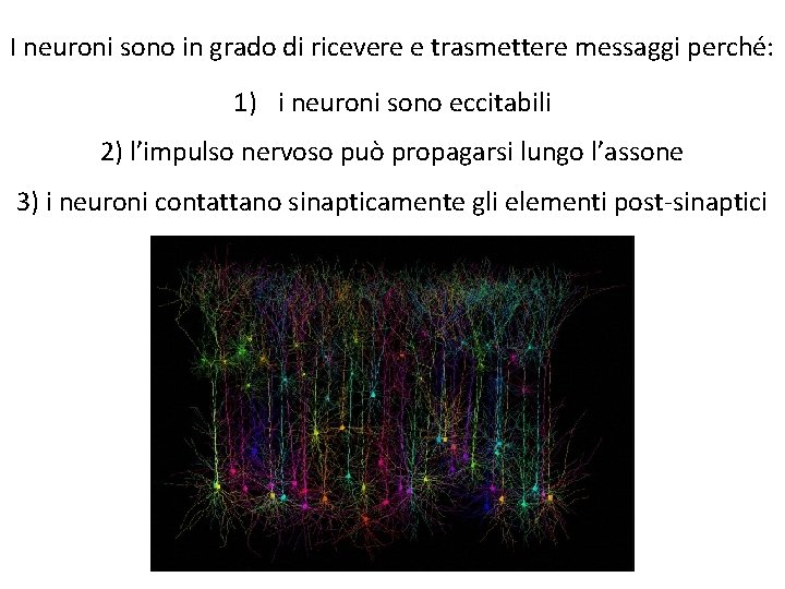 I neuroni sono in grado di ricevere e trasmettere messaggi perché: 1) i neuroni