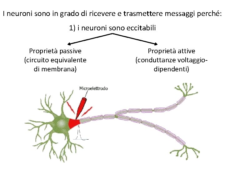 I neuroni sono in grado di ricevere e trasmettere messaggi perché: 1) i neuroni