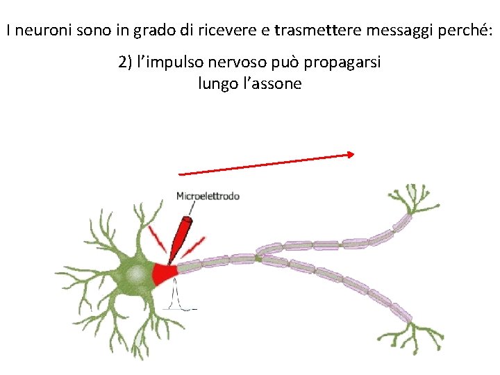 I neuroni sono in grado di ricevere e trasmettere messaggi perché: 2) l’impulso nervoso