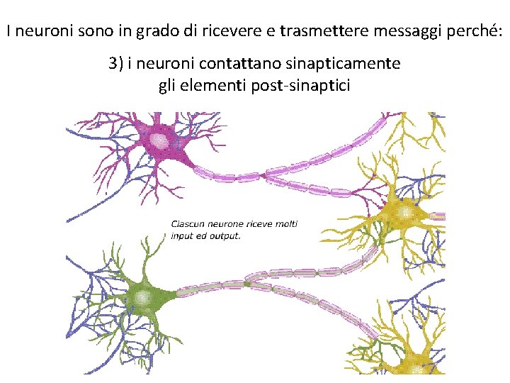 I neuroni sono in grado di ricevere e trasmettere messaggi perché: 3) i neuroni