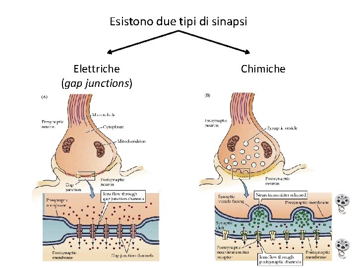 Esistono due tipi di sinapsi Elettriche (gap junctions) Chimiche 