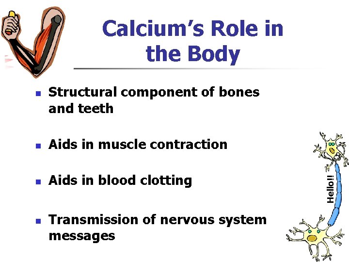 Calcium’s Role in the Body Structural component of bones and teeth n Aids in