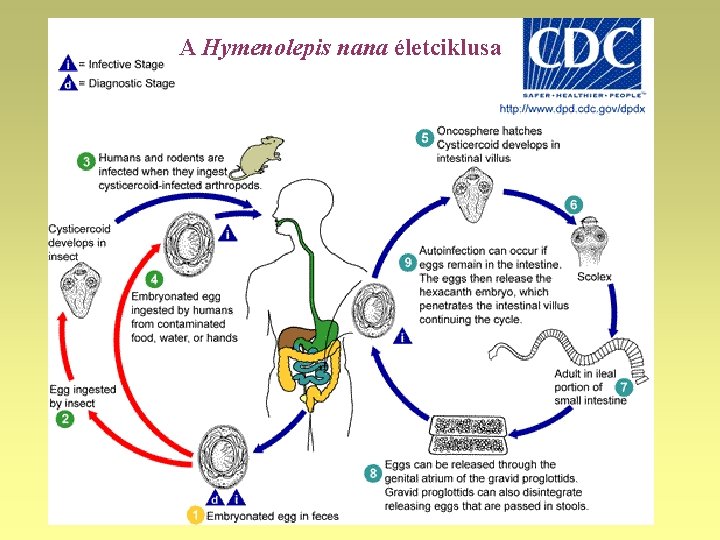 Ancylostoma duodenale Horogféreg fertőzés (bányaféreg fertőzés)