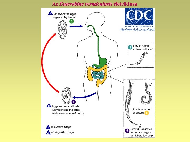 Enterobius vermicularis biológiai ciklus cdc