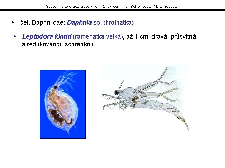 Systém a evoluce živočichů 6. cvičení J. Schenková, M. Omesová • čel. Daphniidae: Daphnia Systém a evoluce živočichů 6. cvičení J. Schenková, M. Omesová • čel. Daphniidae: Daphnia