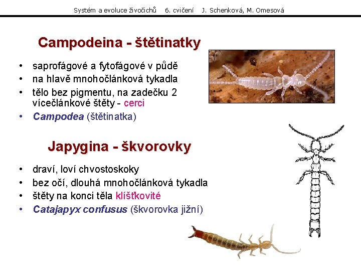 Systém a evoluce živočichů 6. cvičení J. Schenková, M. Omesová Campodeina - štětinatky • Systém a evoluce živočichů 6. cvičení J. Schenková, M. Omesová Campodeina - štětinatky •
