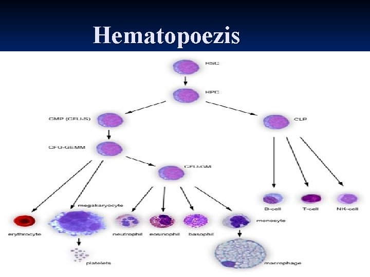 Hematopoezis 