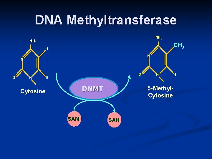 DNA Methyltransferase NH 2 CH 3 H N N O H DNMT Cytosine SAM