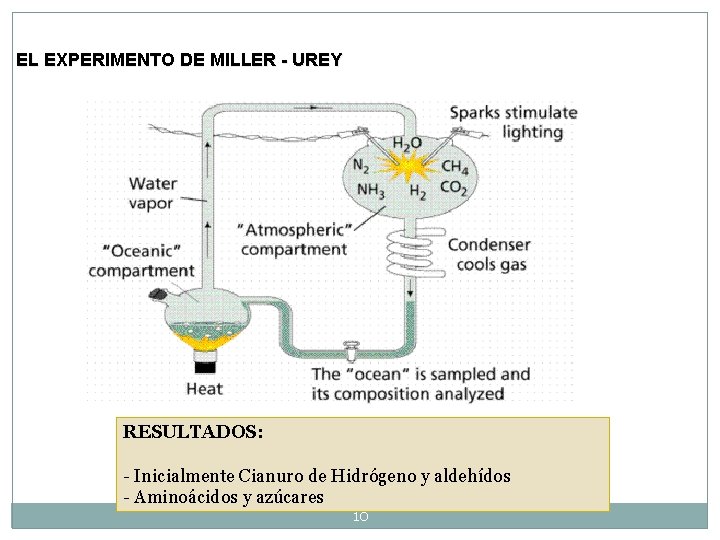 EL EXPERIMENTO DE MILLER - UREY RESULTADOS: - Inicialmente Cianuro de Hidrógeno y aldehídos EL EXPERIMENTO DE MILLER - UREY RESULTADOS: - Inicialmente Cianuro de Hidrógeno y aldehídos