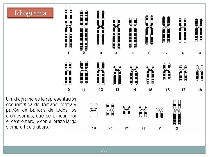Idiograma Un idiograma es la representación esquemática del tamaño, forma y patrón de bandas Idiograma Un idiograma es la representación esquemática del tamaño, forma y patrón de bandas