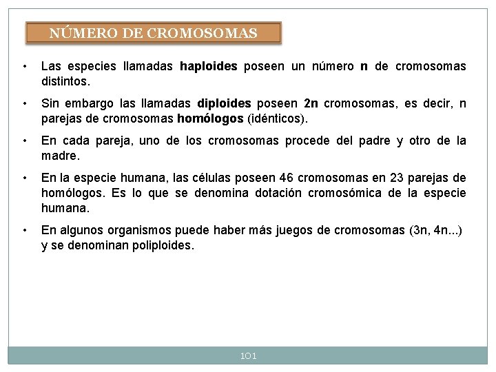 NÚMERO DE CROMOSOMAS • Las especies llamadas haploides poseen un número n de cromosomas NÚMERO DE CROMOSOMAS • Las especies llamadas haploides poseen un número n de cromosomas