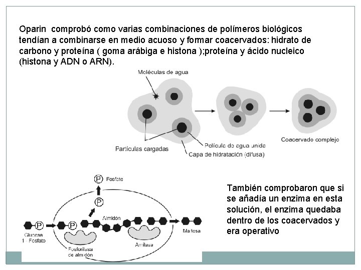 Oparin comprobó como varias combinaciones de polímeros biológicos tendían a combinarse en medio acuoso Oparin comprobó como varias combinaciones de polímeros biológicos tendían a combinarse en medio acuoso