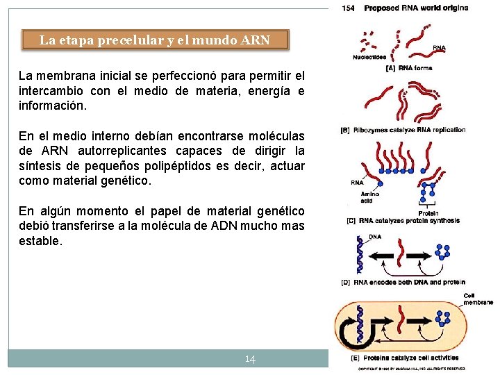 La etapa precelular y el mundo ARN La membrana inicial se perfeccionó para permitir La etapa precelular y el mundo ARN La membrana inicial se perfeccionó para permitir