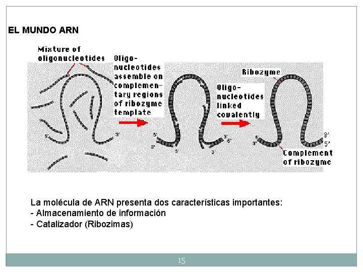 EL MUNDO ARN La molécula de ARN presenta dos características importantes: - Almacenamiento de EL MUNDO ARN La molécula de ARN presenta dos características importantes: - Almacenamiento de
