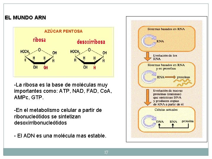 EL MUNDO ARN AZÚCAR PENTOSA -La ribosa es la base de moléculas muy importantes EL MUNDO ARN AZÚCAR PENTOSA -La ribosa es la base de moléculas muy importantes