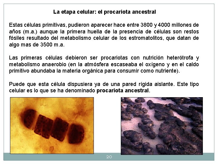 La etapa celular: el procariota ancestral Estas células primitivas, pudieron aparecer hace entre 3800 La etapa celular: el procariota ancestral Estas células primitivas, pudieron aparecer hace entre 3800
