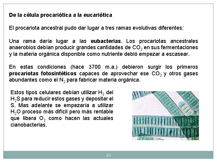 De la célula procariótica a la eucariótica El procariota ancestral pudo dar lugar a De la célula procariótica a la eucariótica El procariota ancestral pudo dar lugar a