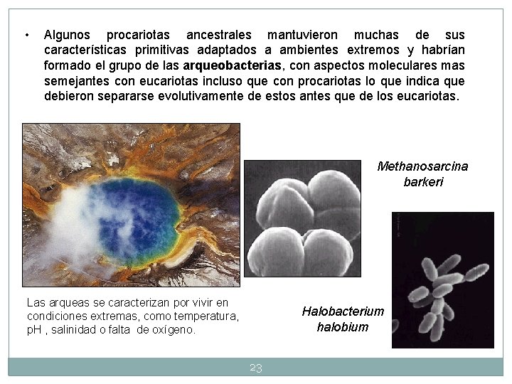 • Algunos procariotas ancestrales mantuvieron muchas de sus características primitivas adaptados a ambientes • Algunos procariotas ancestrales mantuvieron muchas de sus características primitivas adaptados a ambientes