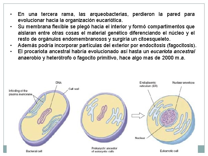 • • En una tercera rama, las arqueobacterias, perdieron la pared para evolucionar • • En una tercera rama, las arqueobacterias, perdieron la pared para evolucionar