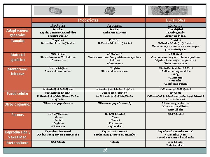 Procariotas Eukaria Bacteria Archaea Adaptaciones generales Tamaño Sencillez Rapidez y eficiencia metabólica Estrategia Procariotas Eukaria Bacteria Archaea Adaptaciones generales Tamaño Sencillez Rapidez y eficiencia metabólica Estrategia