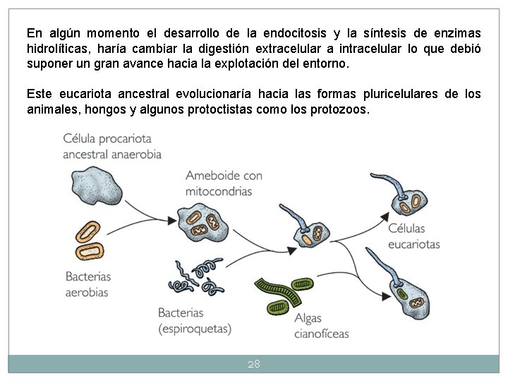 En algún momento el desarrollo de la endocitosis y la síntesis de enzimas hidrolíticas, En algún momento el desarrollo de la endocitosis y la síntesis de enzimas hidrolíticas,