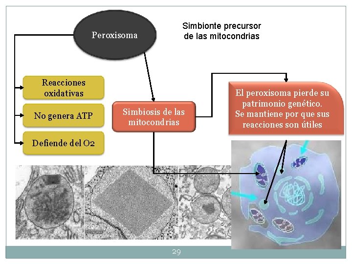Simbionte precursor de las mitocondrias Peroxisoma Reacciones oxidativas No genera ATP Simbiosis de las Simbionte precursor de las mitocondrias Peroxisoma Reacciones oxidativas No genera ATP Simbiosis de las