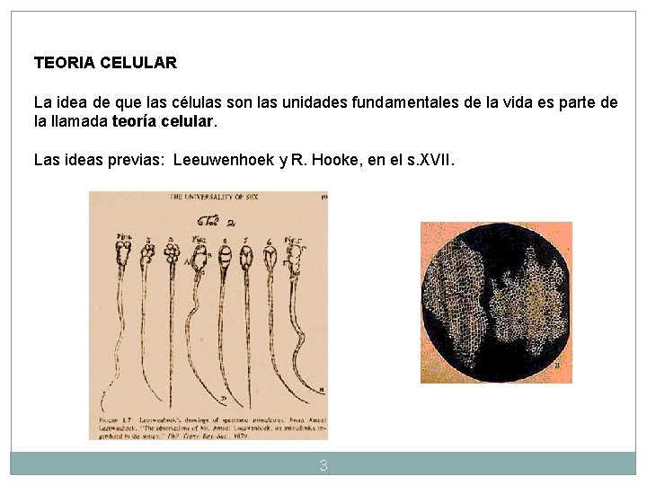 TEORIA CELULAR La idea de que las células son las unidades fundamentales de la TEORIA CELULAR La idea de que las células son las unidades fundamentales de la