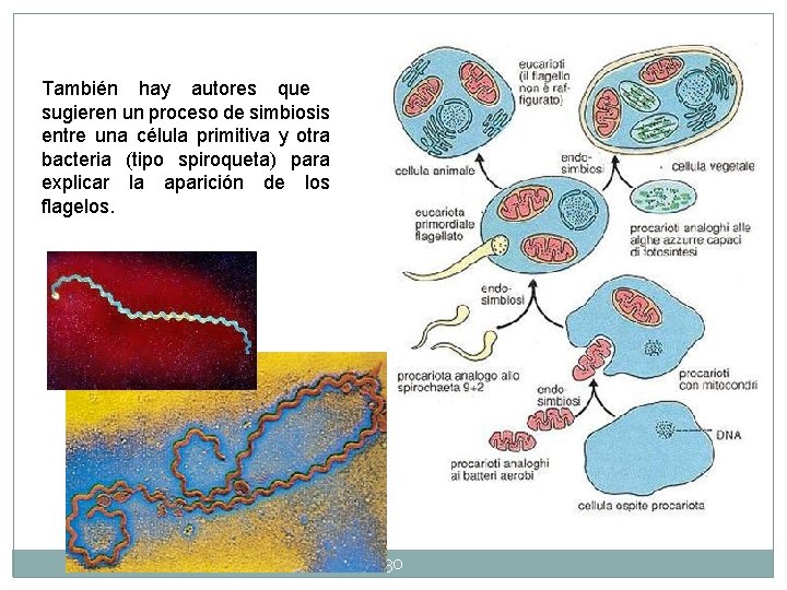 También hay autores que sugieren un proceso de simbiosis entre una célula primitiva y También hay autores que sugieren un proceso de simbiosis entre una célula primitiva y