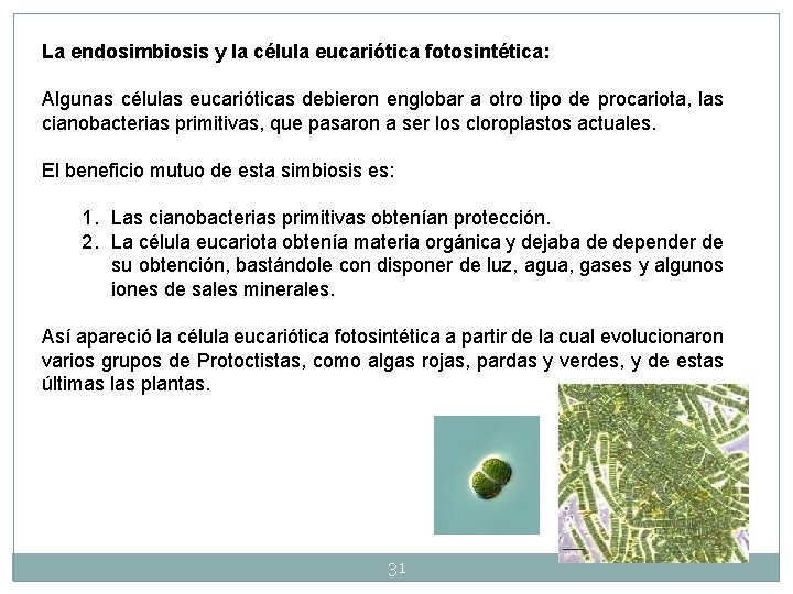 La endosimbiosis y la célula eucariótica fotosintética: Algunas células eucarióticas debieron englobar a otro La endosimbiosis y la célula eucariótica fotosintética: Algunas células eucarióticas debieron englobar a otro